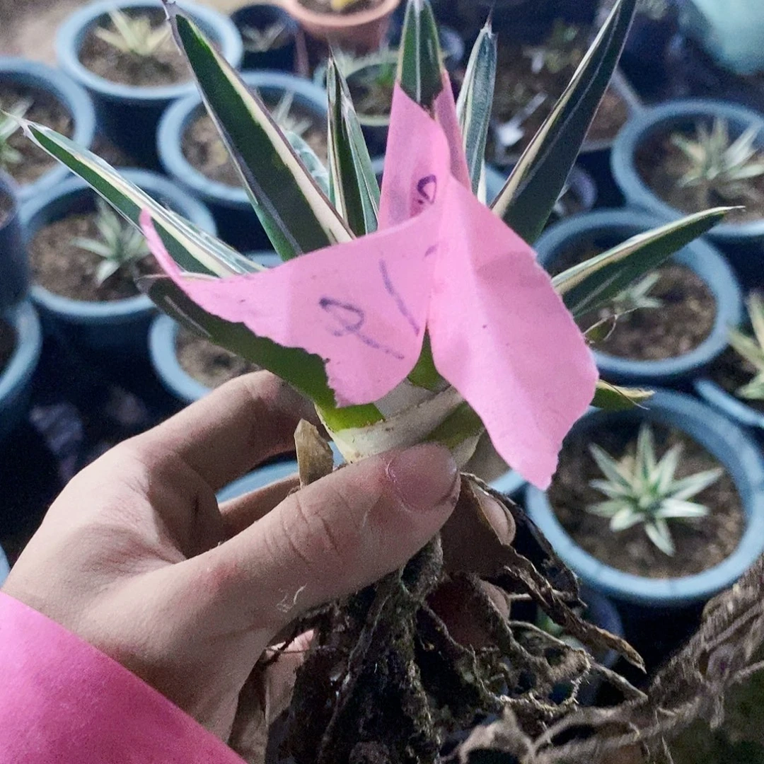 L***y6186冰山一棵111111