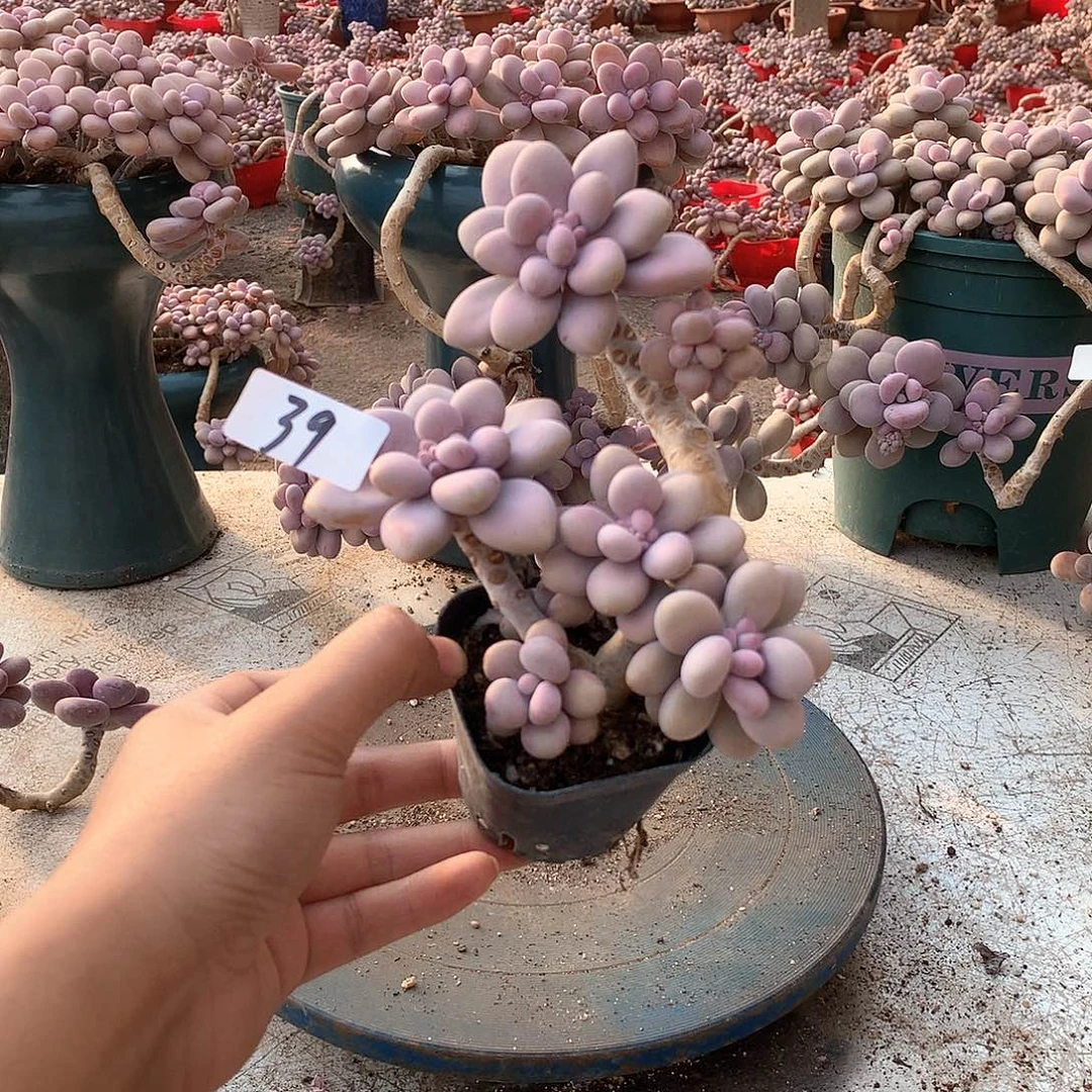 我****子39一物一拍桃蛋老桩15颗