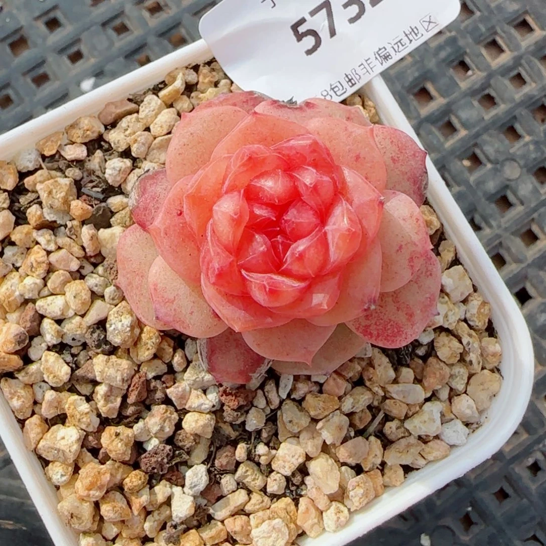 孤品珍妮，5732多肉