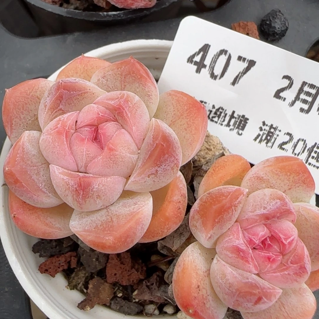 花语逸境0209-407