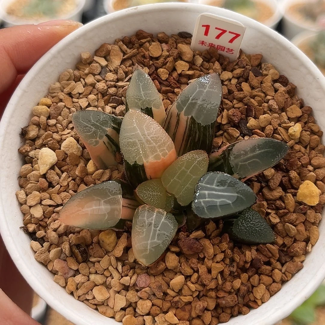 177网纹克锦福利福利