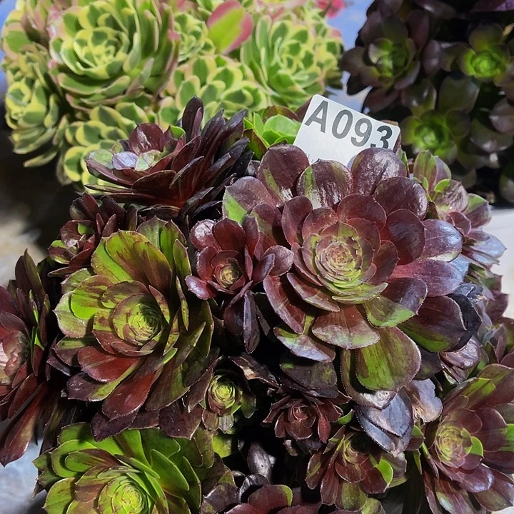 花月夜093福利出了