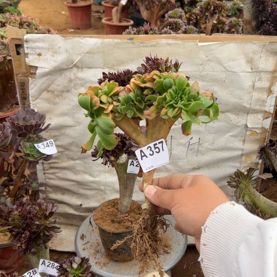 小叶香有伤357满28包邮