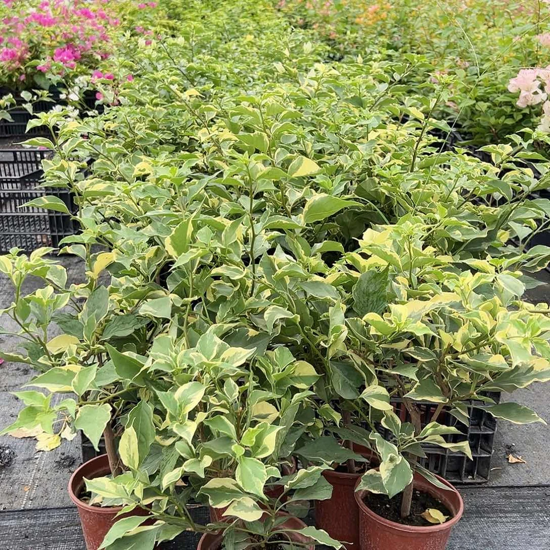 当前无花栽培后可以开花粉蝶掌中宝一颗