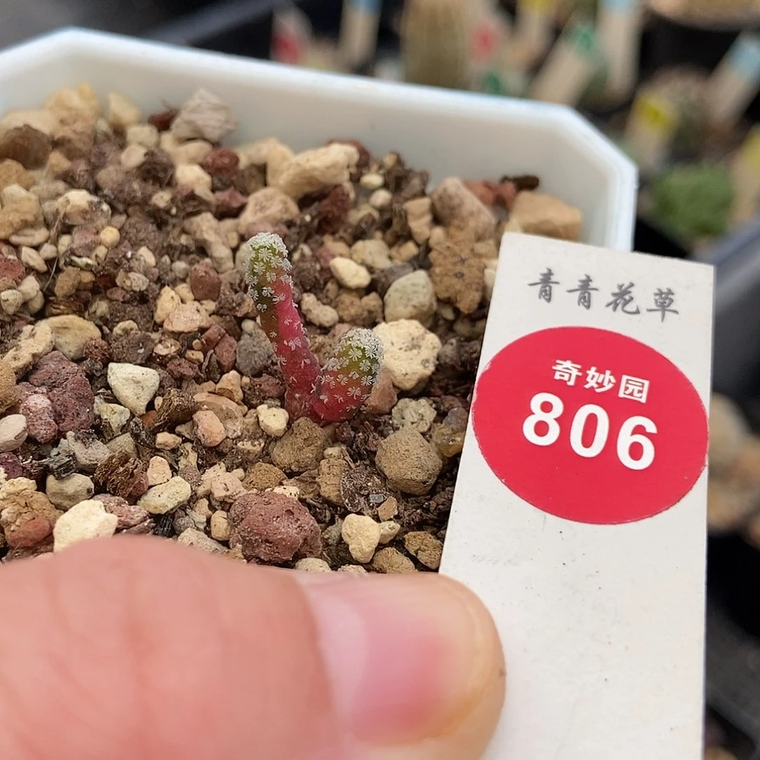 实生双头精巧殿锦一颗