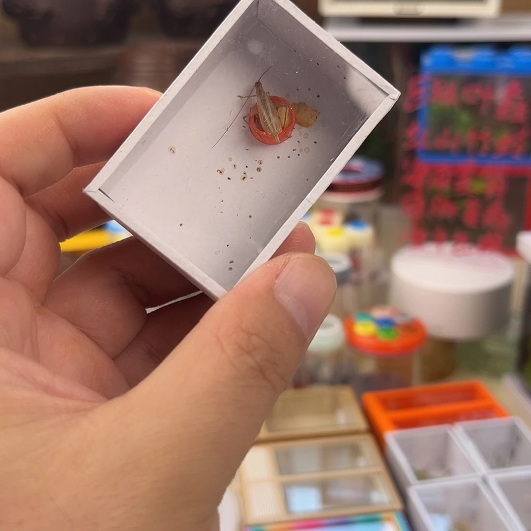 随***摄一条短须红竹岭啊
