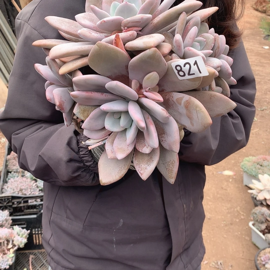 821粉兔 一物一拍多肉