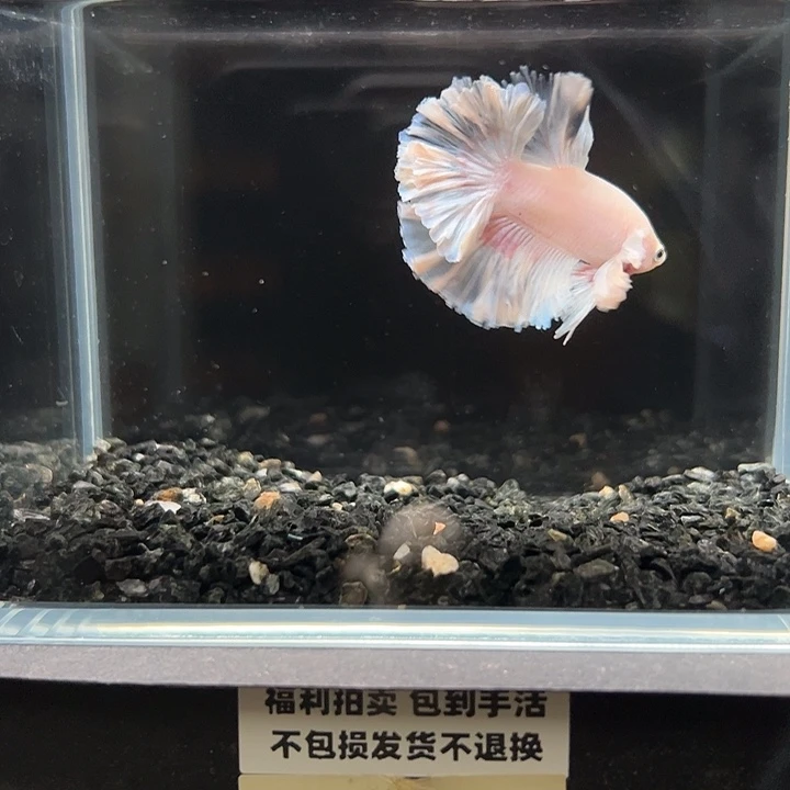 斗鱼竞拍跑单拉黑22日147