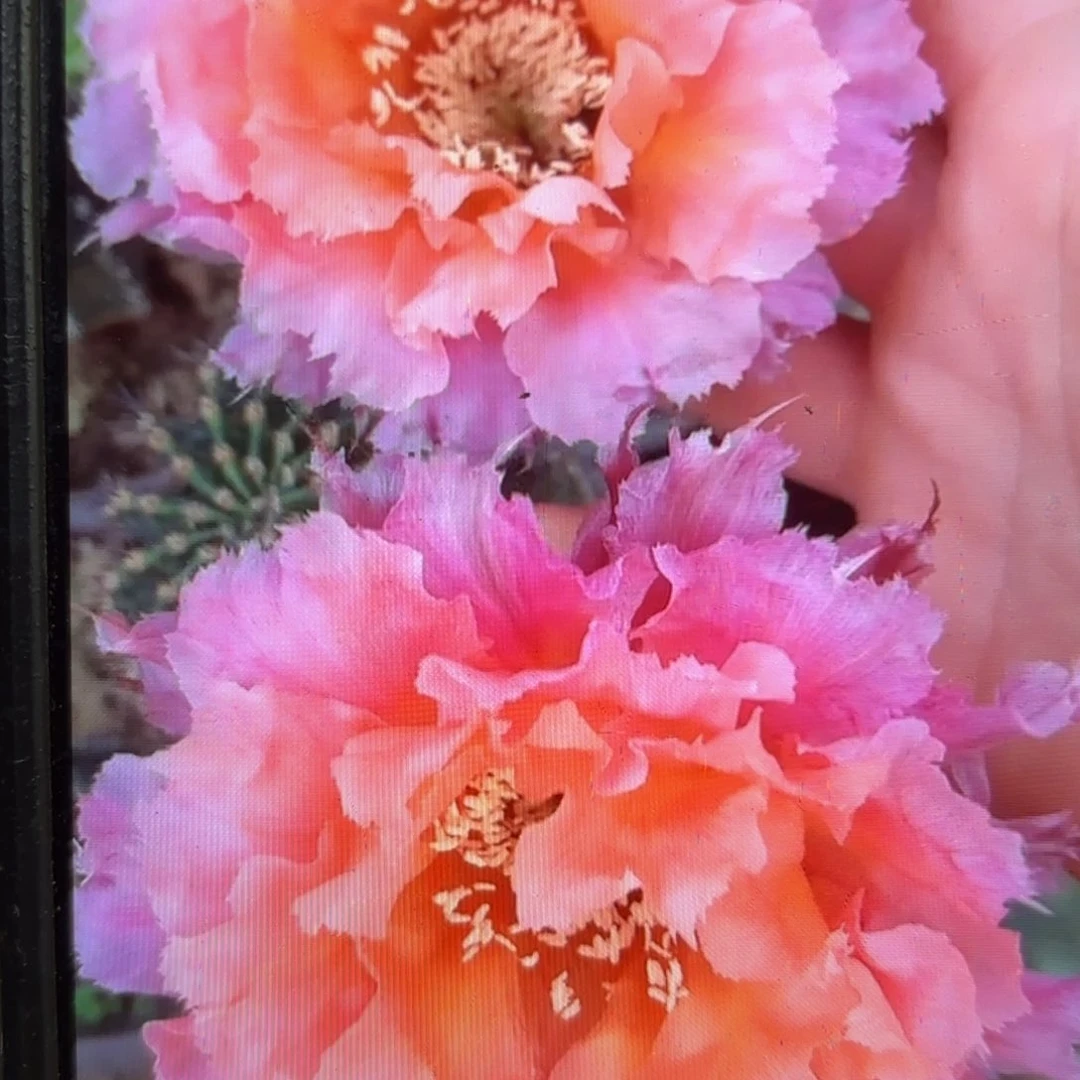 062彩侧牙20包邮54