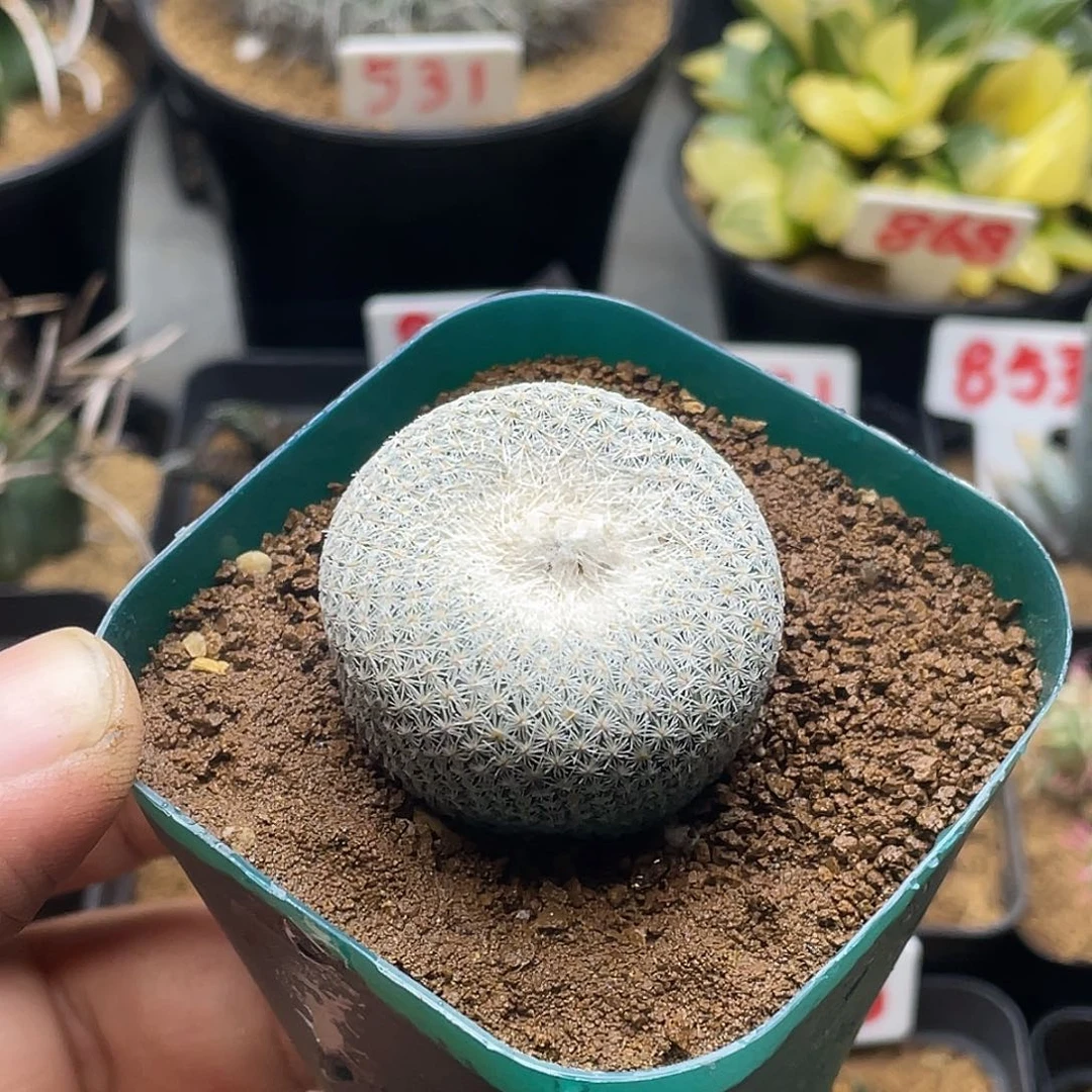 小人帽子 带盆土发货