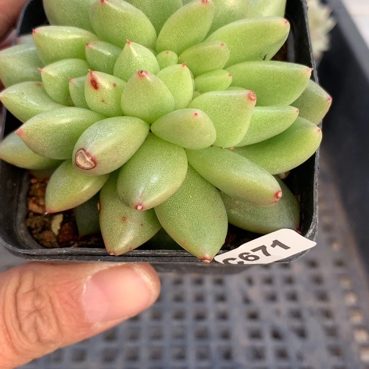 c671一物一拍多肉植物