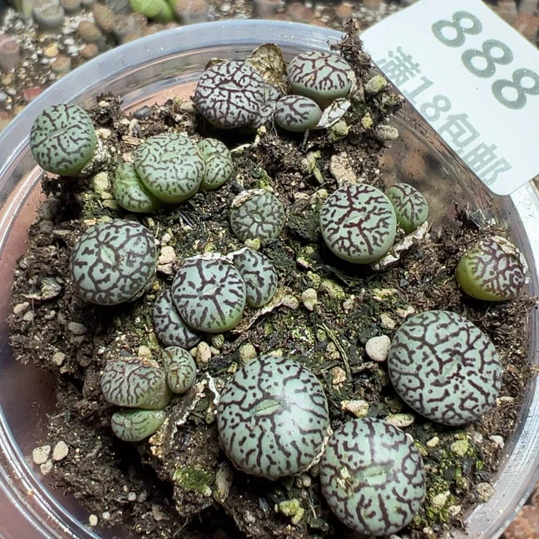 【闪购商品】 888。