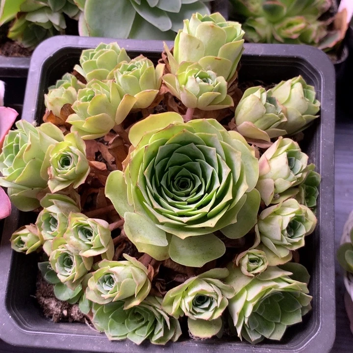 一物一拍星辰梓鸳367