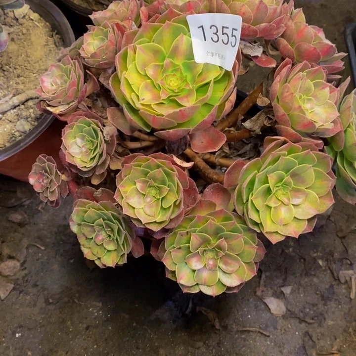 万中斑多肉断头不包1355