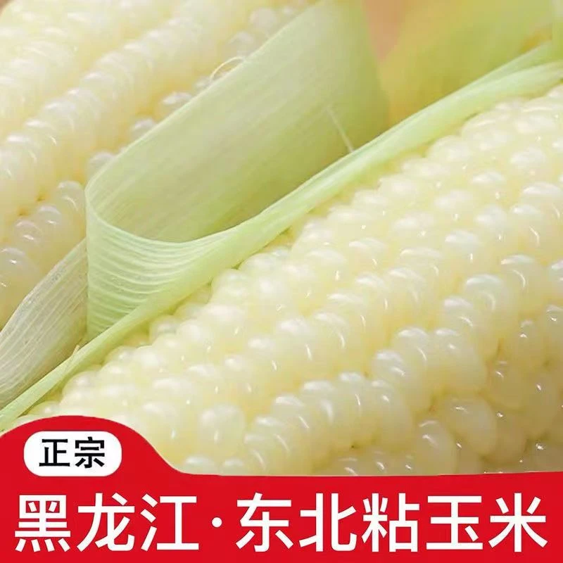 东北头茬白糯玉米真空包装整箱10棒6斤既甜又糯