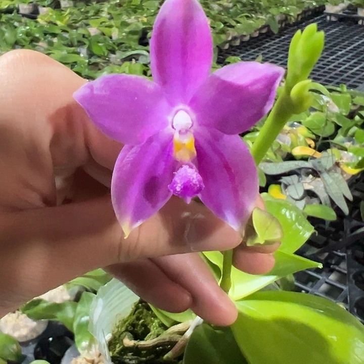 完全开放盾交香妃福利花剑