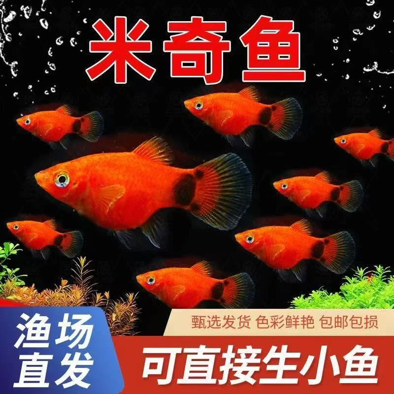红米奇鱼玛丽胎生活体热带观赏鱼耐养可混养新手可繁殖