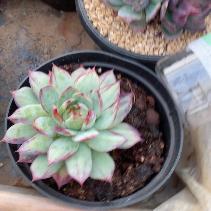 艾***孟惊鸿仙子多肉植物寄养发货