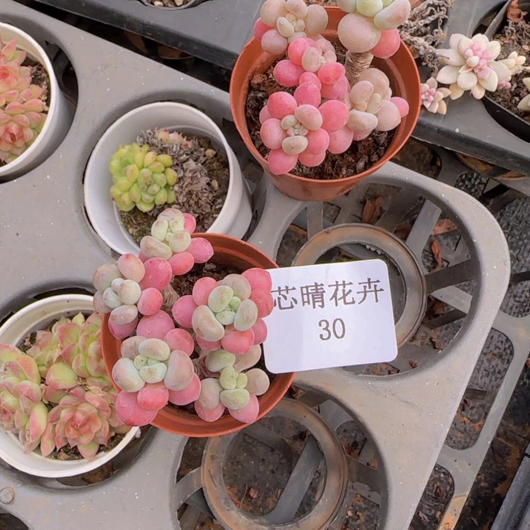 小**学多肉很小看清楚下单拒绝非品质售后5个