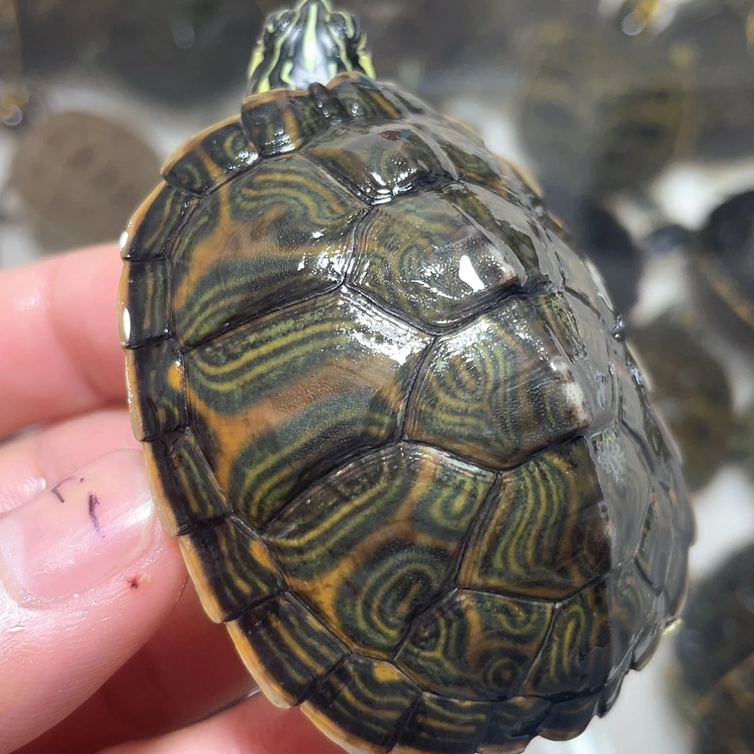 宠物龟不分公母6.4