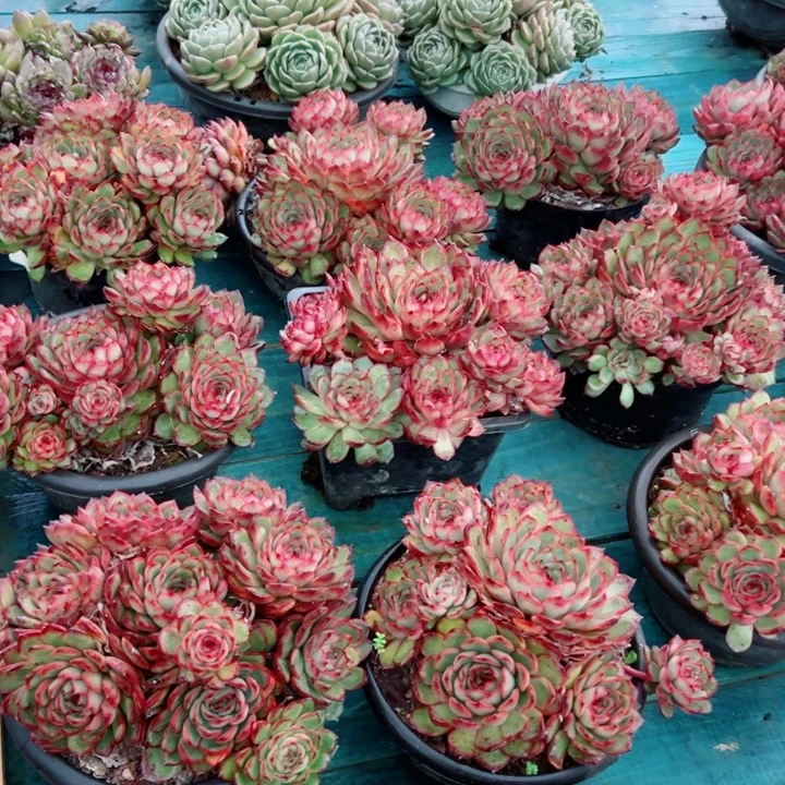精品多肉植物老桩随机发一棵保利安娜