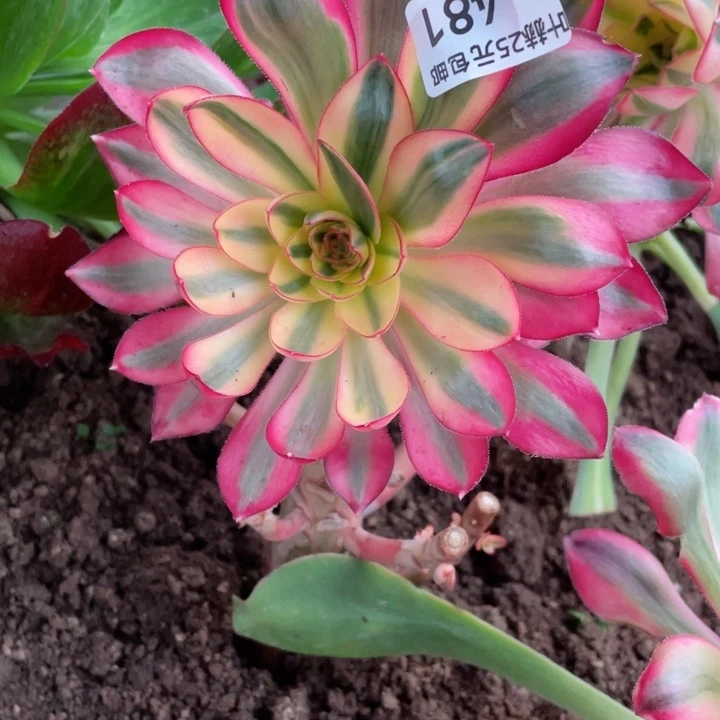 迷**人481烈焰有砍多肉14612345678多肉