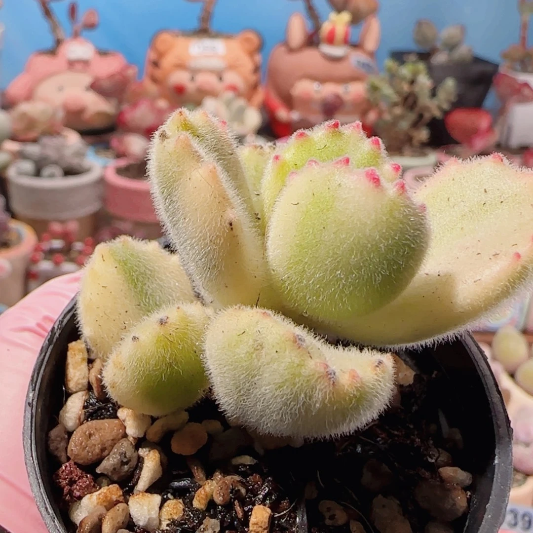 T可爱熊童子盆口3.5cm