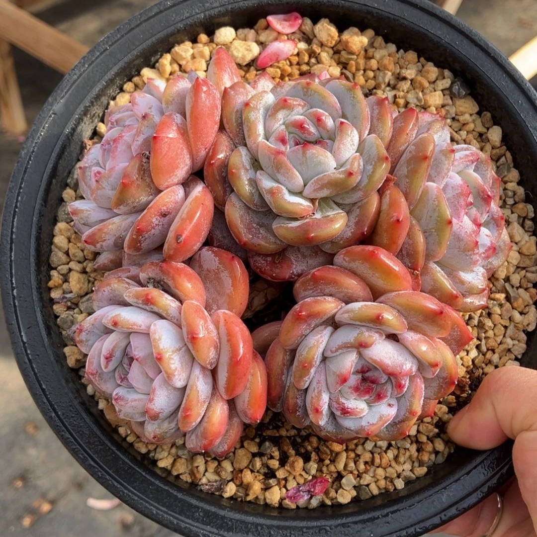 星影突尼斯有摘 一物一拍不支持退换