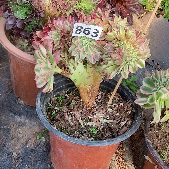 863荔枝缀化老板子法师缀