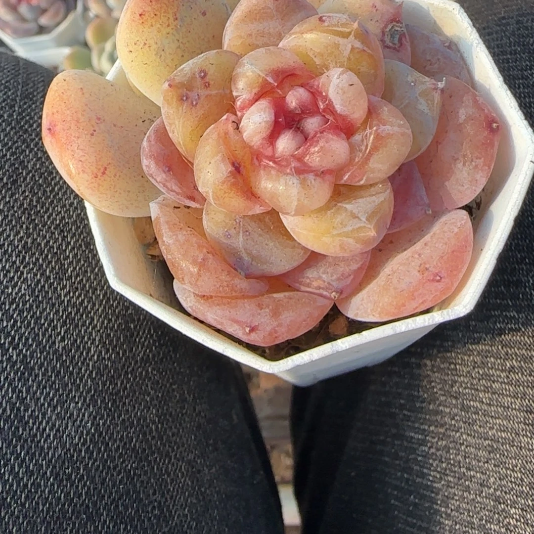 多肉小卡拉米糖心一物一拍