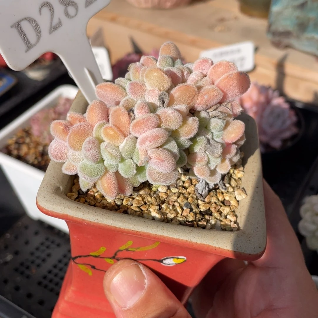 282雪晃星不带盆7厘米