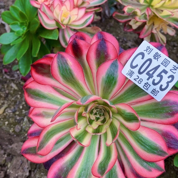 0453爱丽丝砍头多肉植物法师