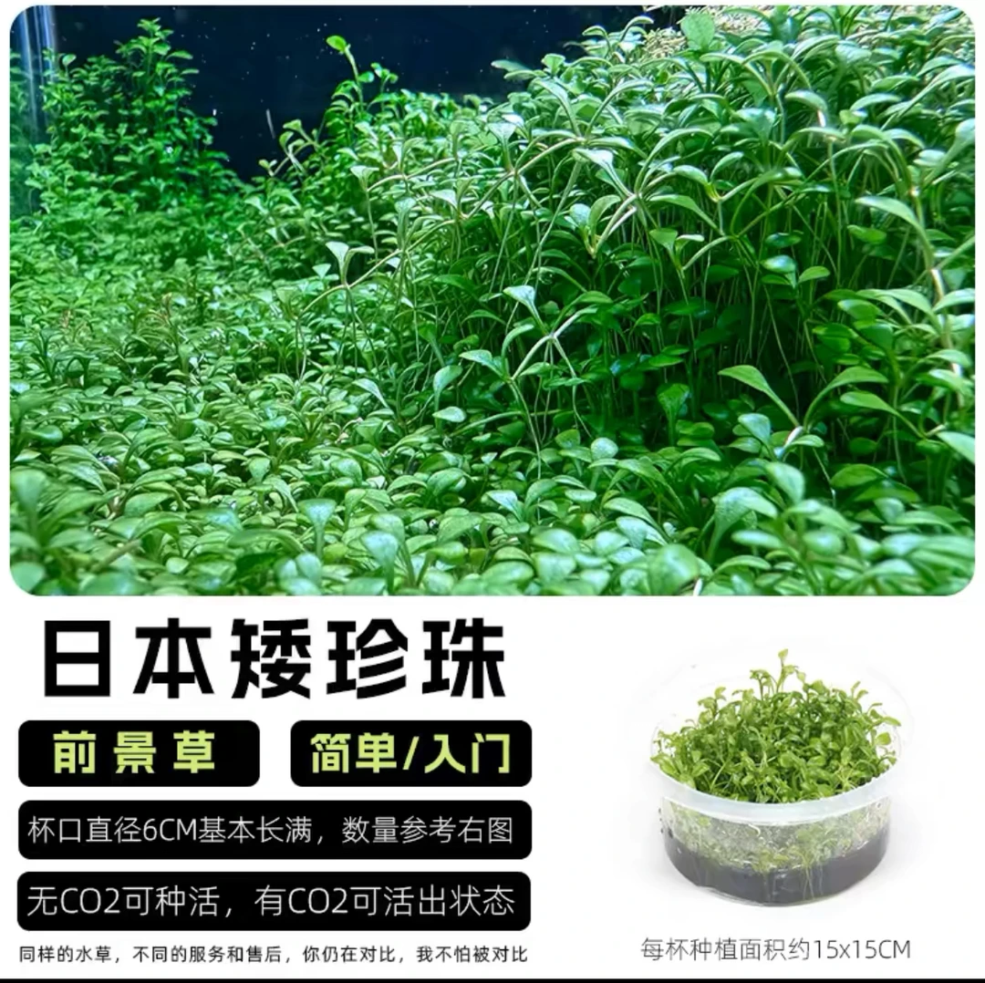 日本矮珍珠阴性前景草坪珍珠水草新手绿色珍珠草矮珍珠鱼缸造景草