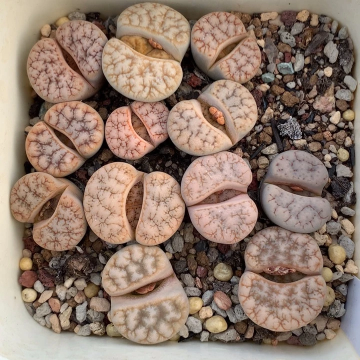 精品多肉植物精品多肉