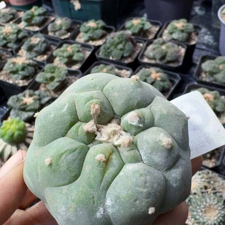 279白皮大尤仙仙人球