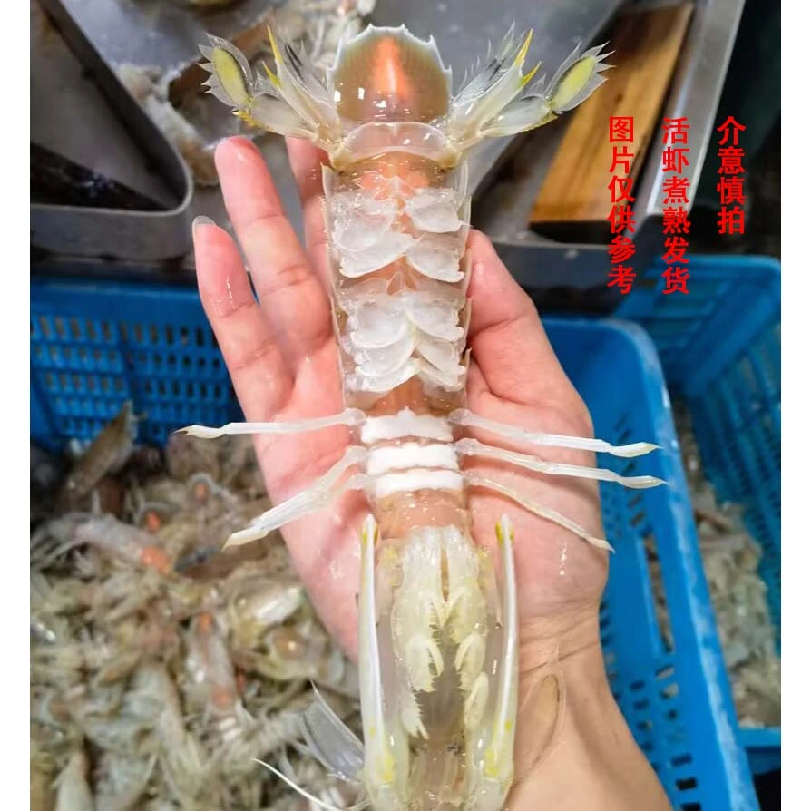 娥8-广西北海野生皮皮虾虾蛄濑尿虾富贵虾虾爬子活虾煮熟蒸熟发货