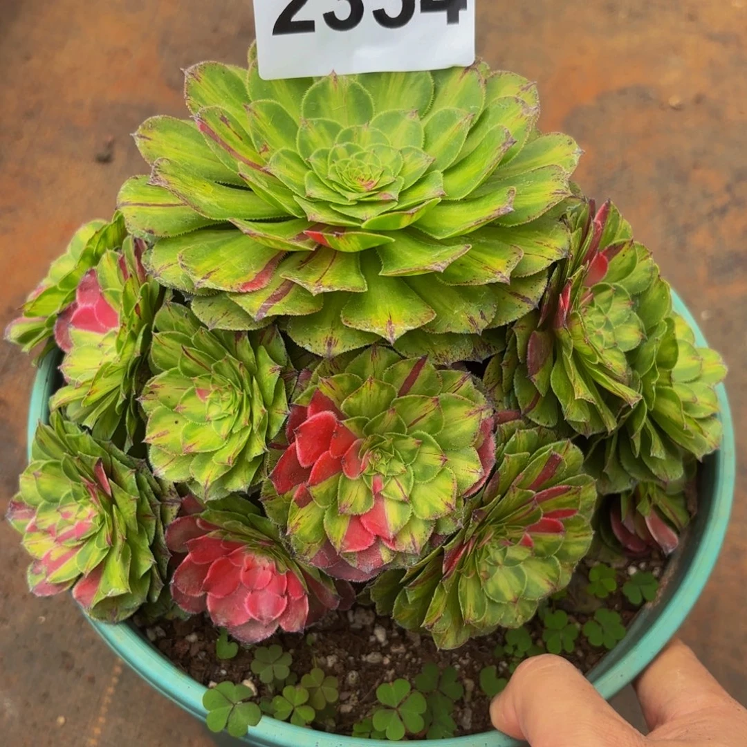 2354多肉植物知否