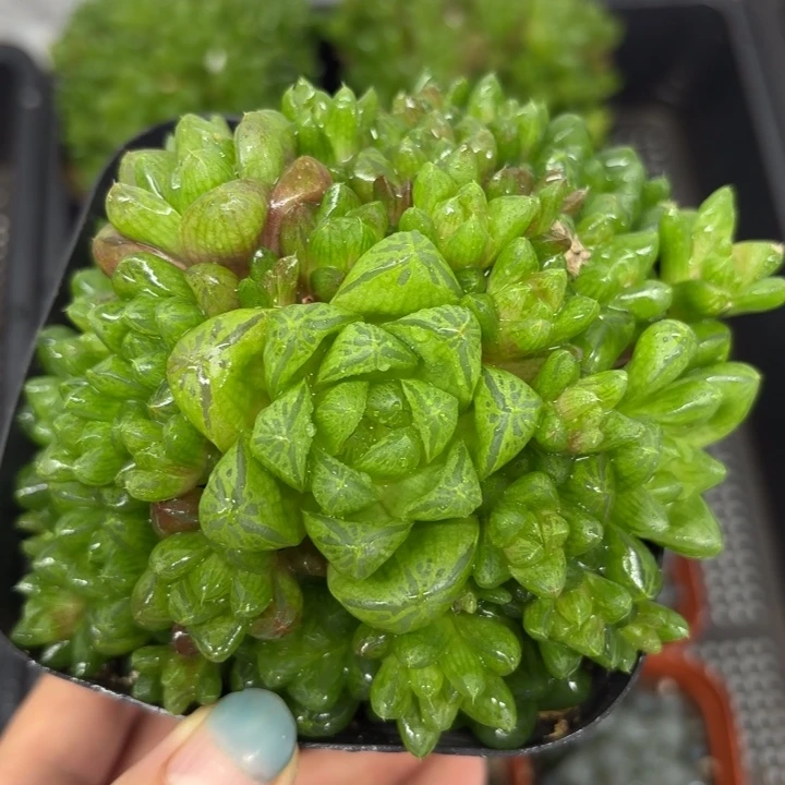 母本群生草水晶多肉植物