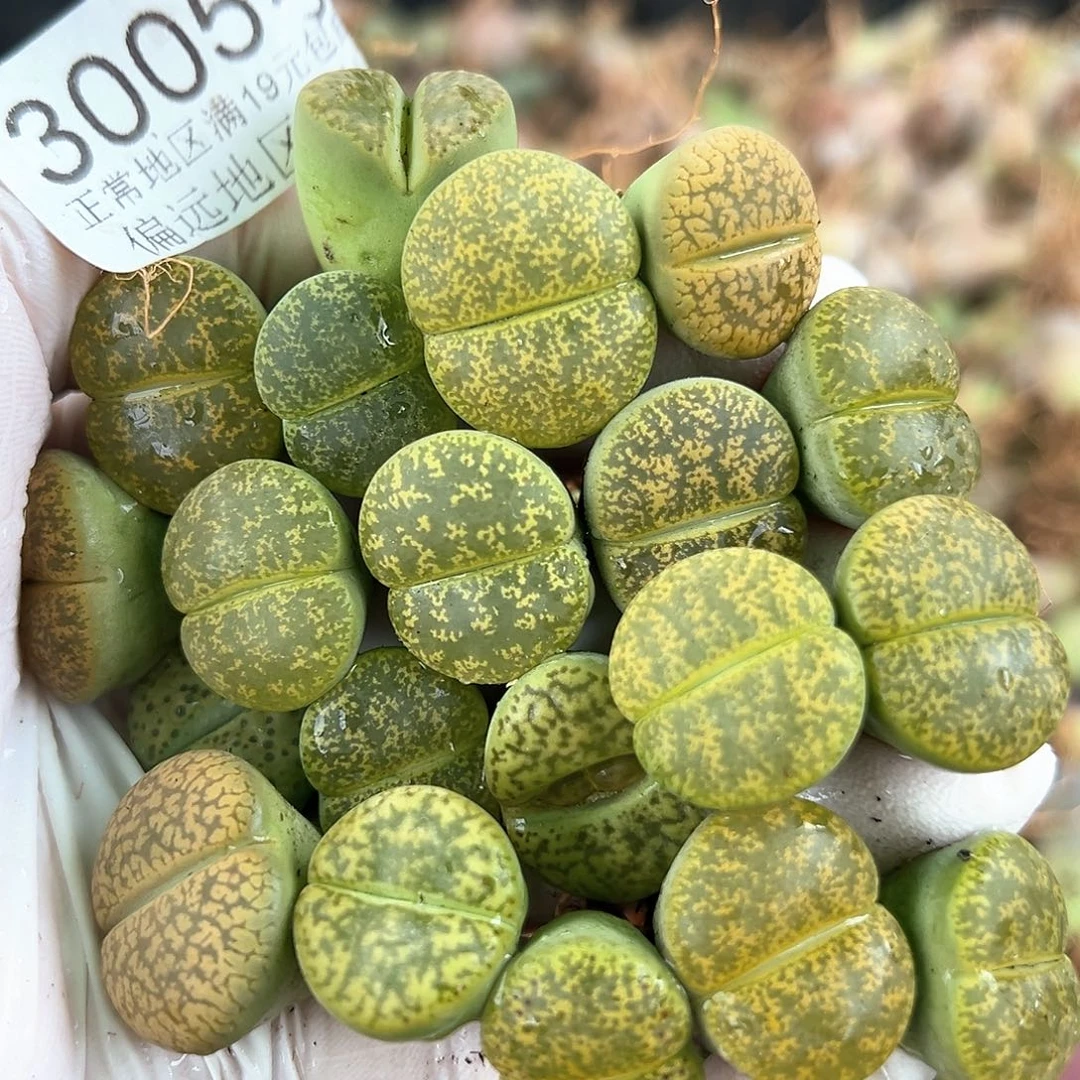 3005 好养易活生石花大母本20个4个品种