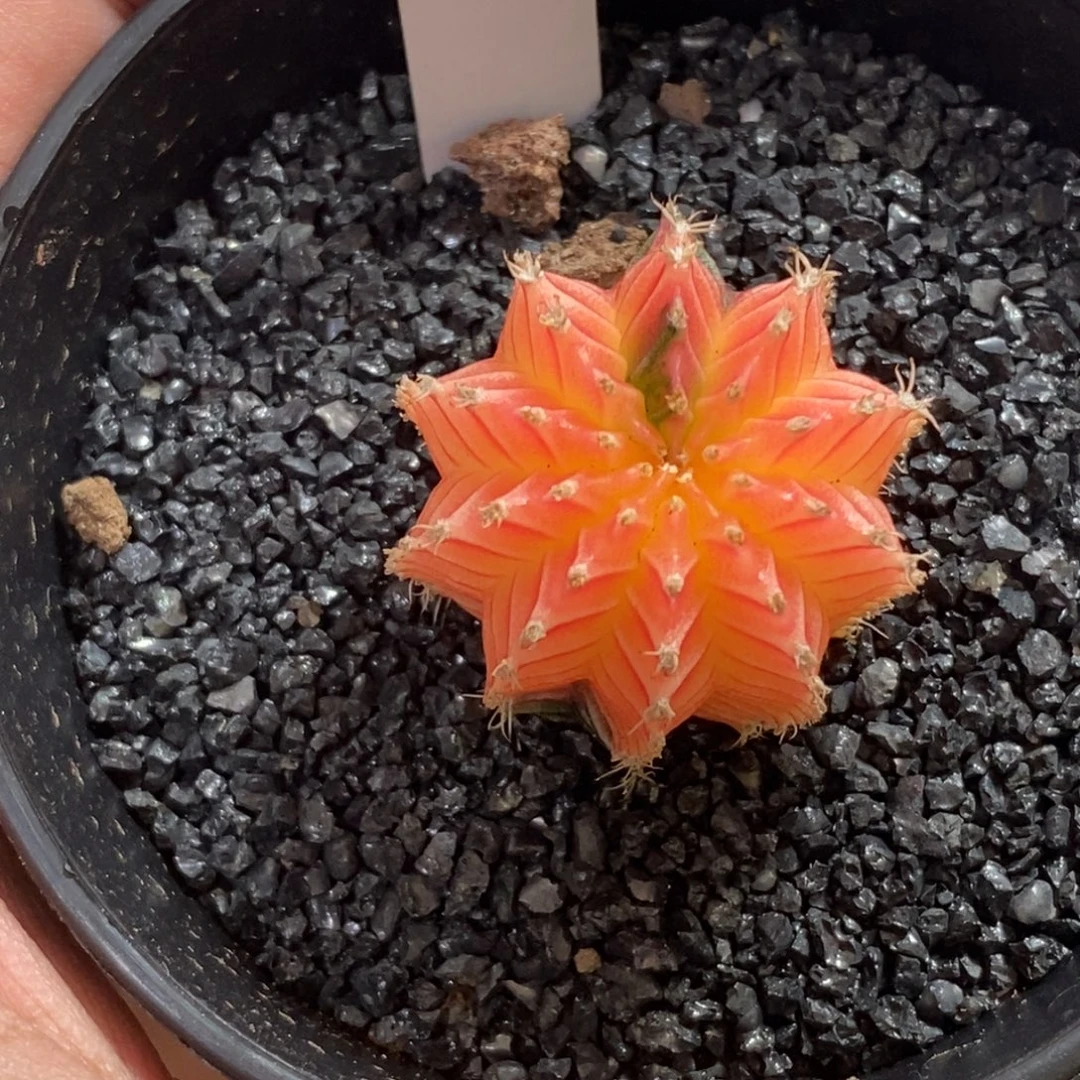 精品米哈—脱土发货22
