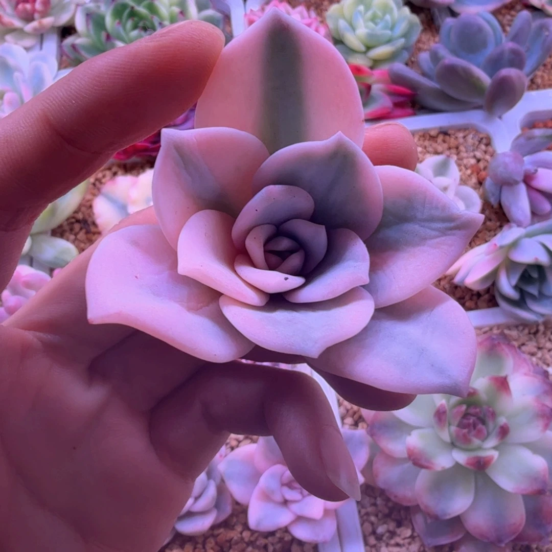 奶茶锦 多肉植物锦