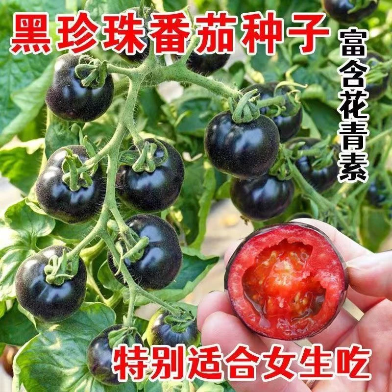 19新疆包邮【黑珍珠小番茄种子】高产小西红柿四季圣女果盆栽水果种