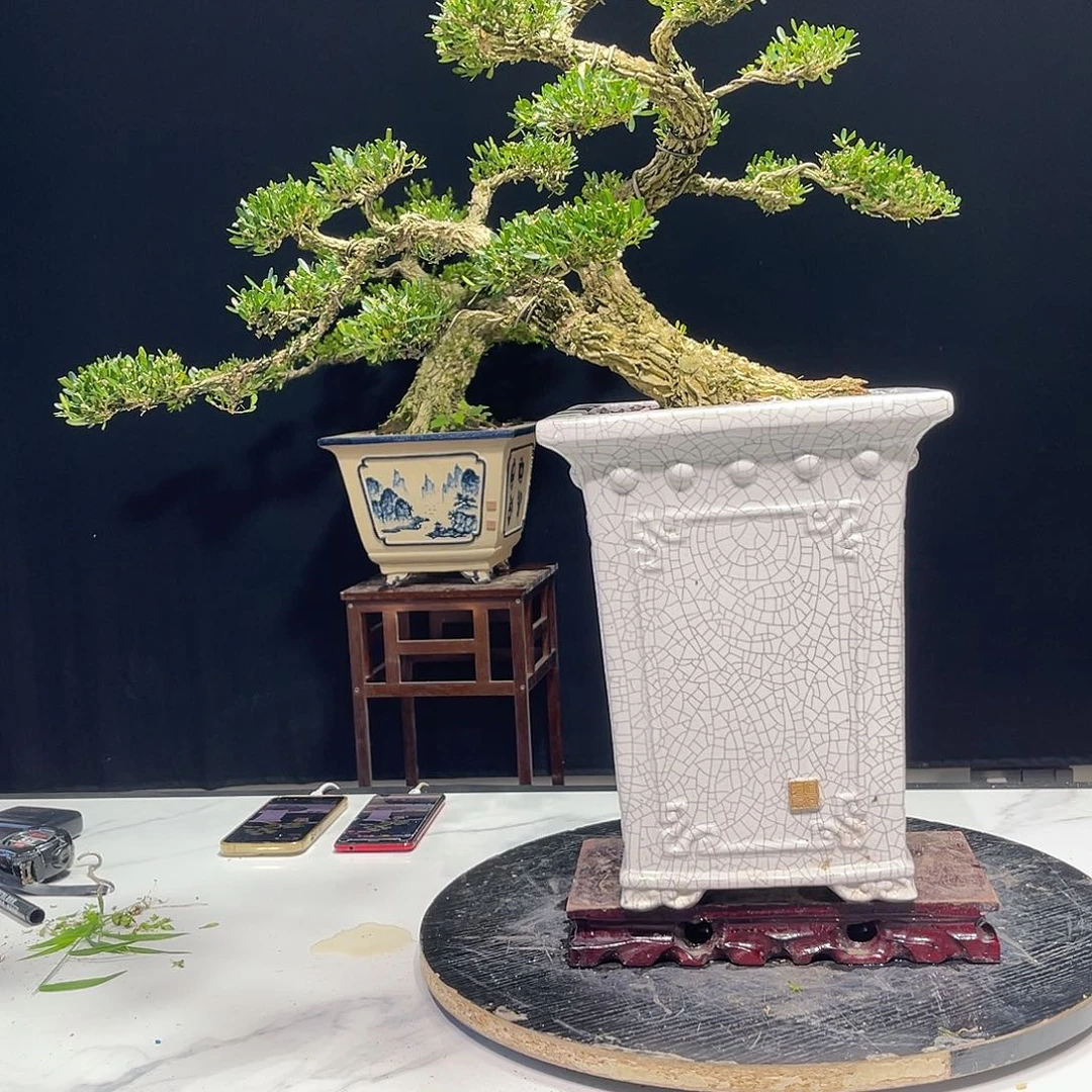 当前无花栽培后可以开花