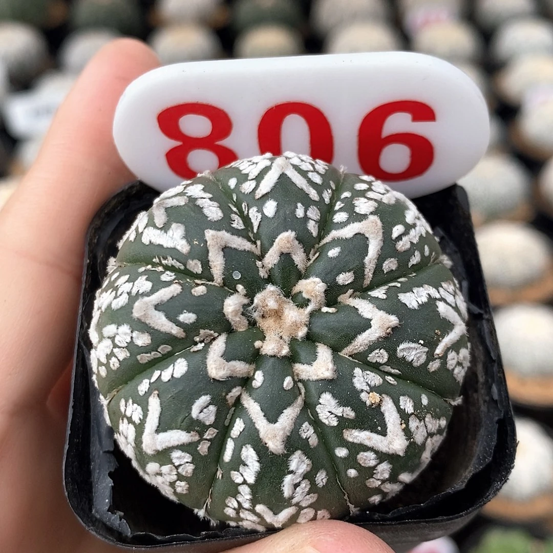 806v兜系列的福利