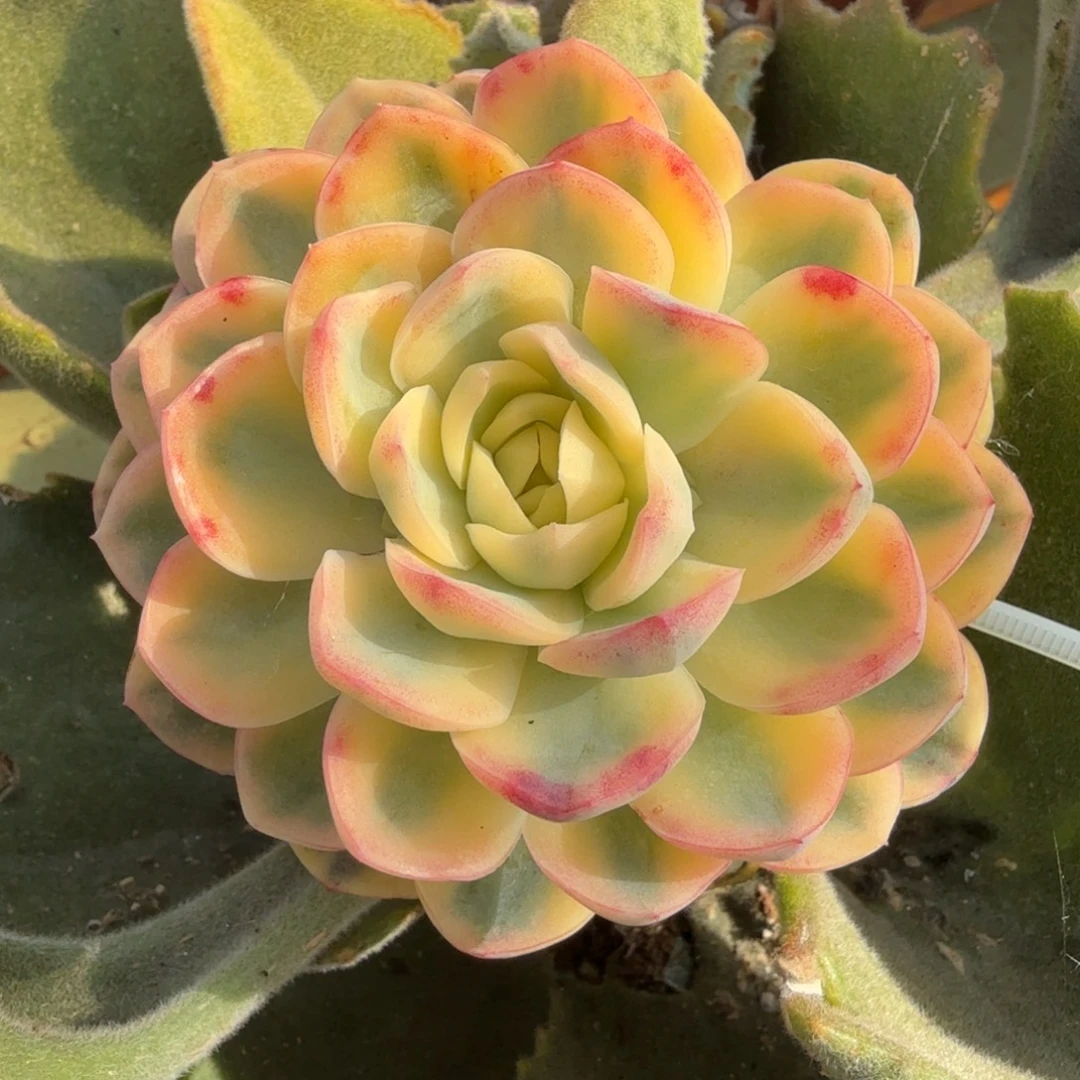 望月锦锦群上园艺一物一拍