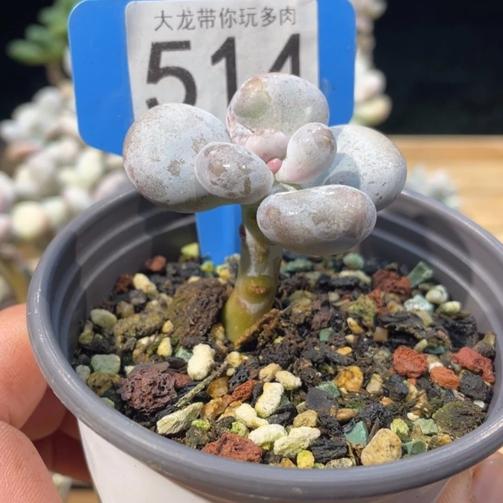 油煎丸子胖子514号多肉啊啊