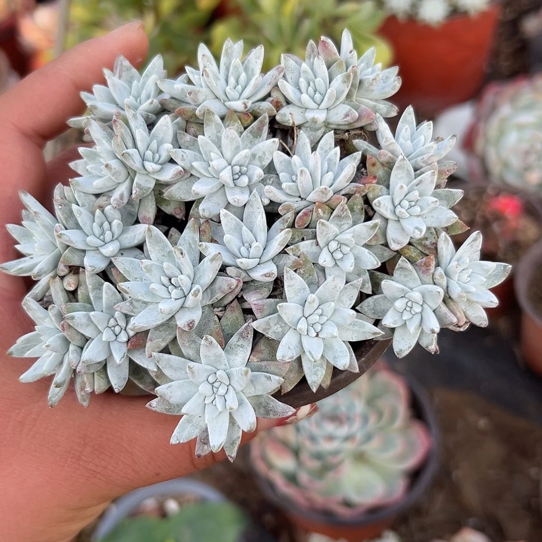 多肉植物白菊老庄