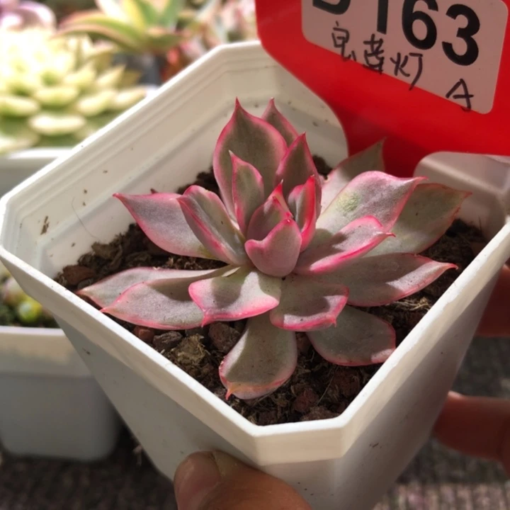 开播福利宝莲灯覆轮锦有根