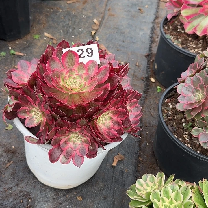 精品多肉植物0929