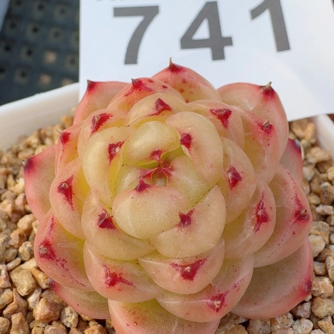 熊猫         精品多肉